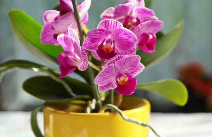 orchidea