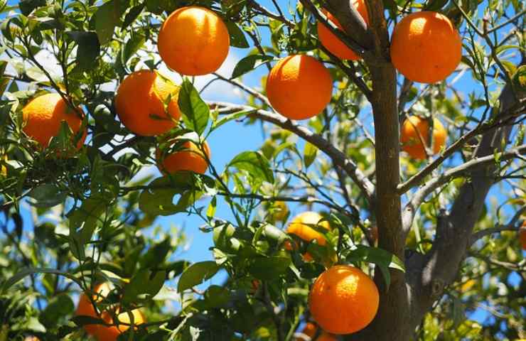 arancia mangiane una al giorno