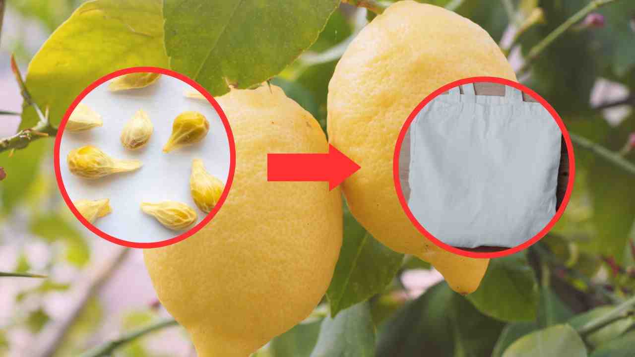 semi di limone
