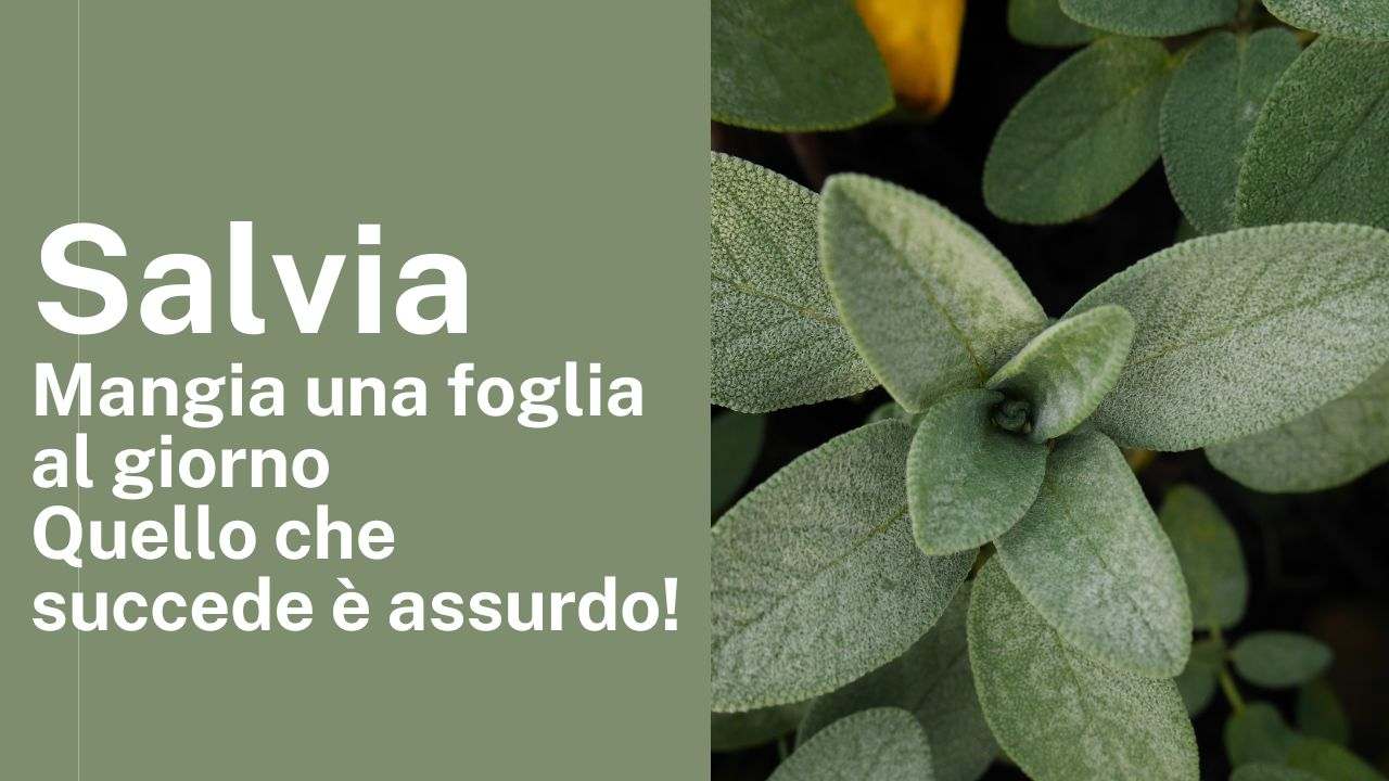 una foglia di salvia al giorno benefici