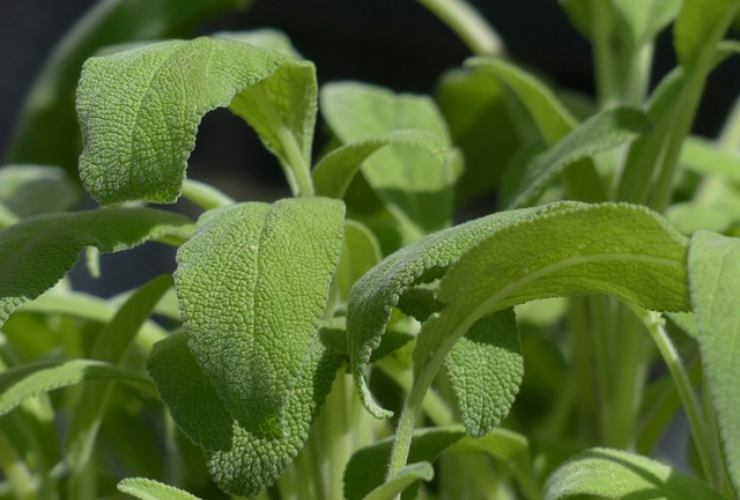 una foglia di salvia al giorno benefici