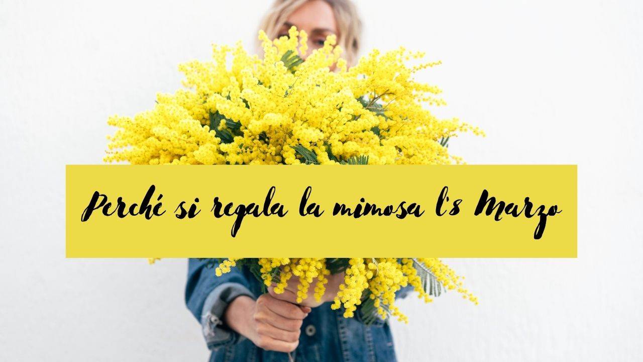 8 marzo mimosa