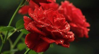 Prendi una rosa ed una banana, quello che verrà fuori è spettacolare