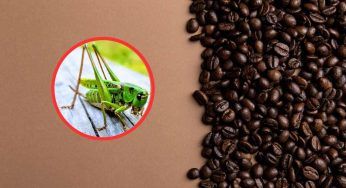 Caffè, se hai questa marca buttalo subito via: trovati insetti, allarme in tutta Italia