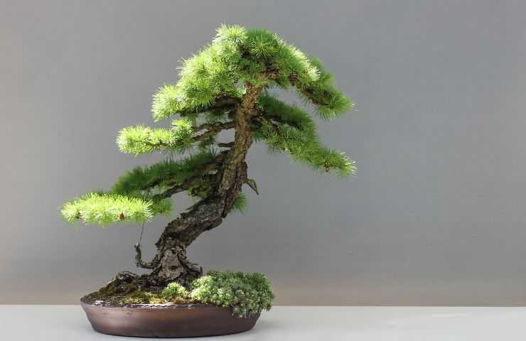 bonsai