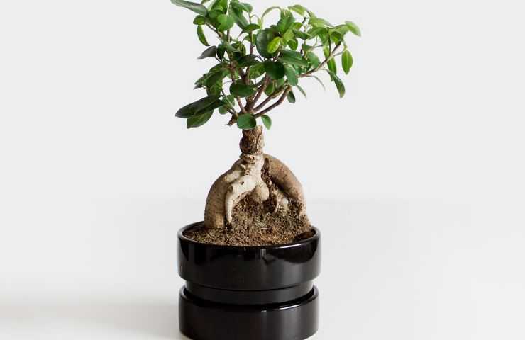 bonsai