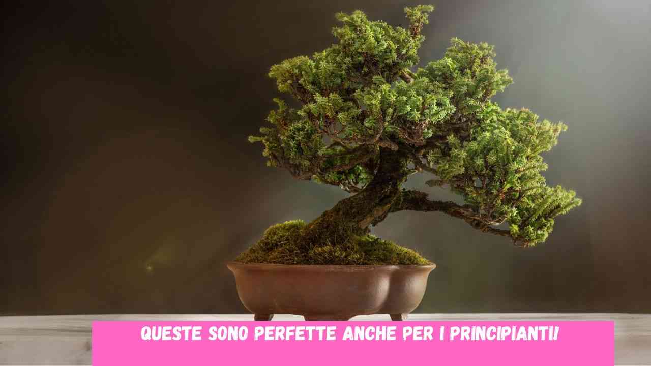 bonsai