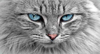 Se ami i gatti appartieni ad una di queste 5 categorie psicologiche